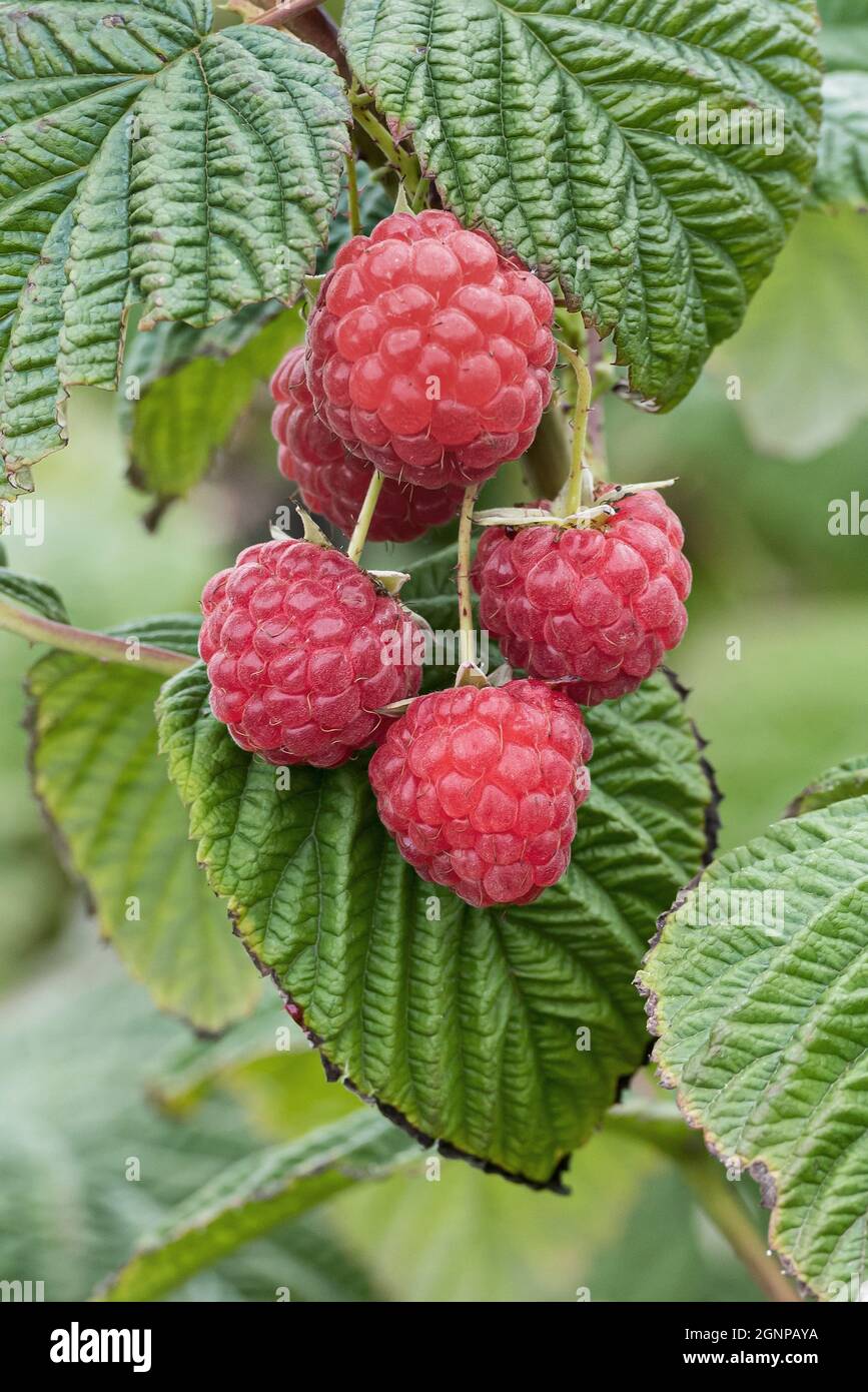 Europäische rote Himbeere Sugana Twotimer (Rubus idaeus 'Sugana Twotimer', Rubus idaeus Sugana Twotimer), rote Himbeeren auf einem Ast, Sorte Sugana Stockfoto