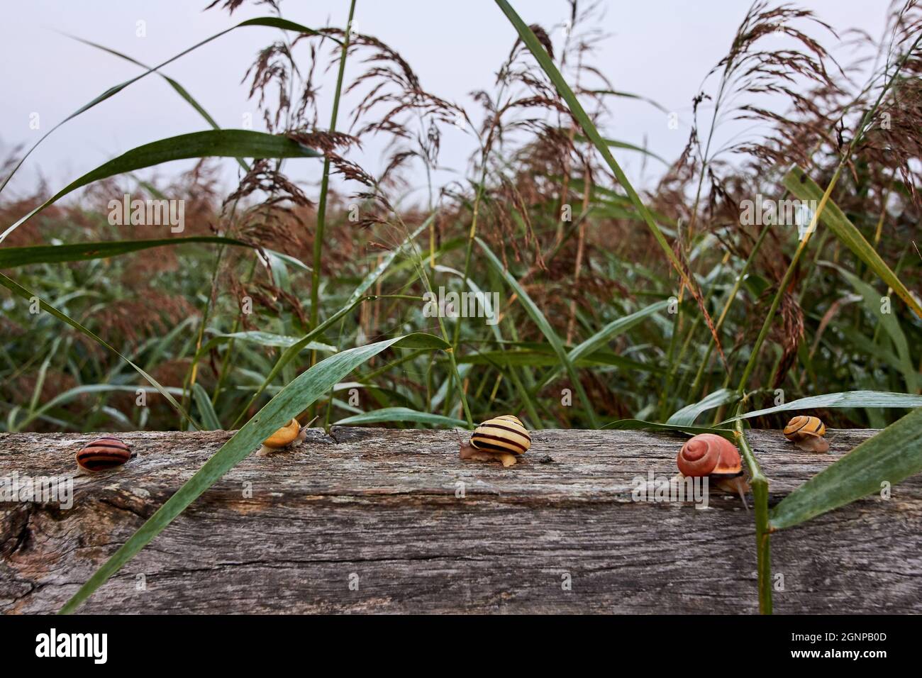 Banded Grove Schnecken (Cepaea nemoralis) auf Holzgeländer im Schilf. Stockfoto