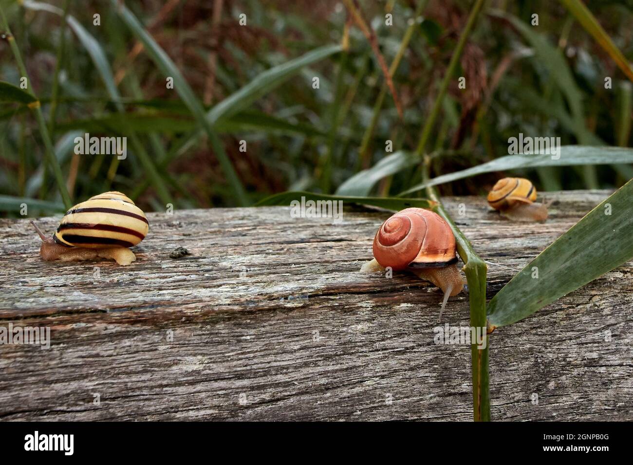 Hainschnecken (Cepaea nemoralis) in verschiedenen Farben schleichen auf Holzgeländer im Schilf. Stockfoto