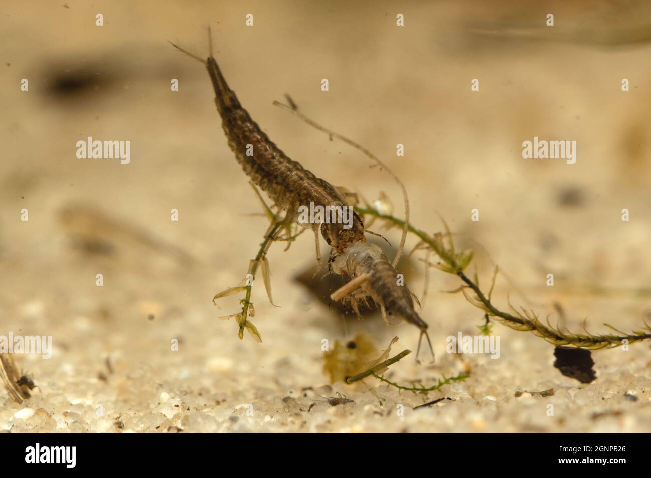 Großer Tauchkäfer (Dytiscus marginalis), Larve ernährt sich konspezifisch nach Enthäutung, Deutschland, Bayern Stockfoto