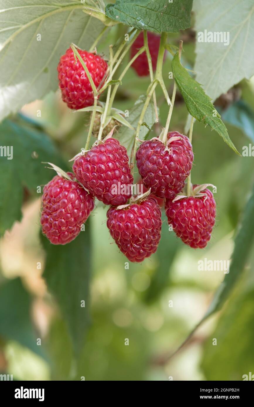 Europäische rote Himbeere Sanibelle (Rubus idaeus 'Sanibelle', Rubus idaeus Sanibelle), rote Himbeeren auf einem Zweig, Sorte Sanibelle Stockfoto