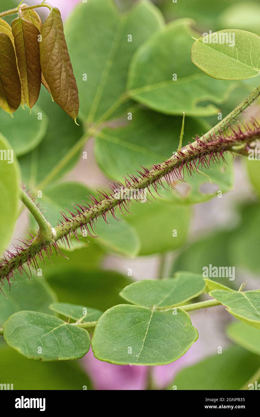 Borstige Heuschrecke (Robinia hispida 'macrophylla', Robinia hispida macrophylla), Stamm, Sorte macrophylla Stockfoto