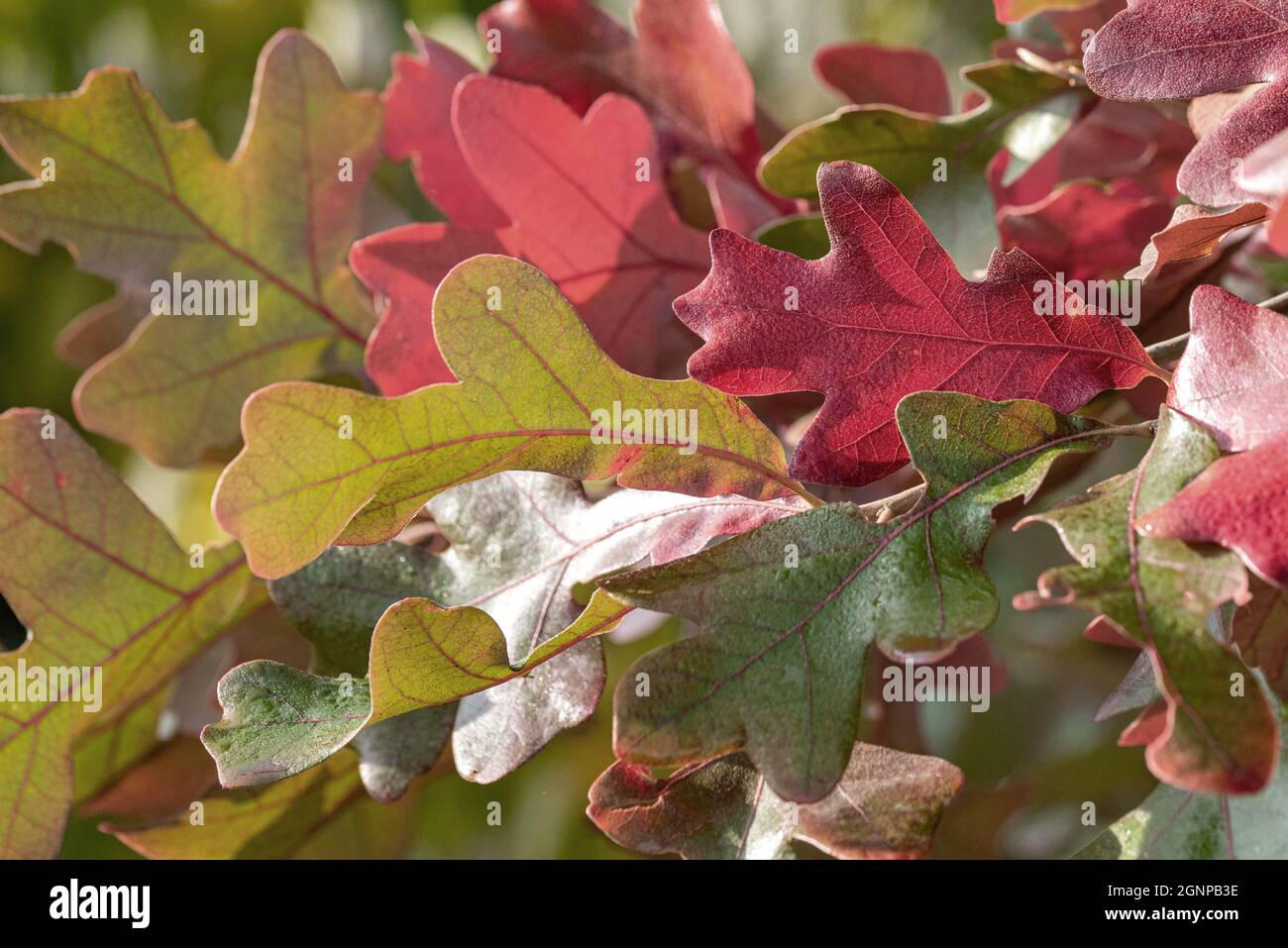 Pfosten Eiche, Eiseneiche (Quercus stellata), Herbstblätter auf einem Ast Stockfoto