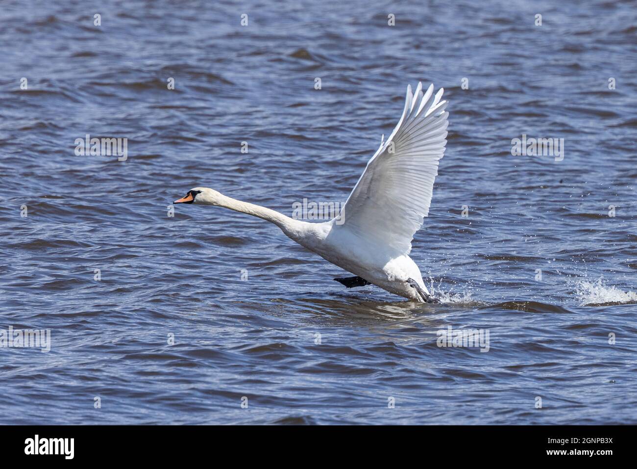 Stummer Schwan (Cygnus olor), Abheben der Seeoberfläche, Deutschland, Bayern, Chiemsee Stockfoto