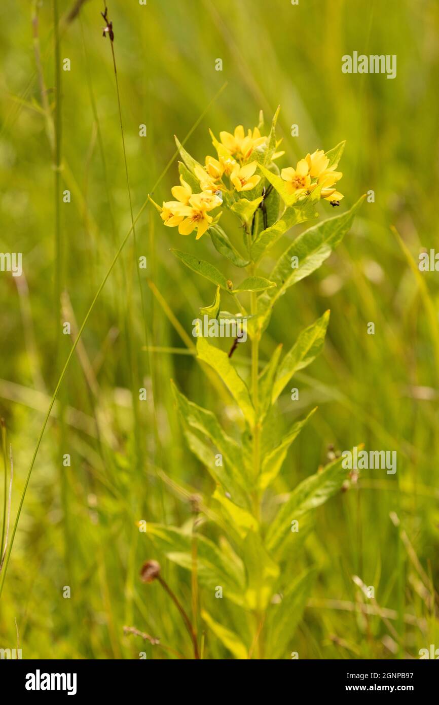Gelbe Lockenstufe (Lysimachia vulgaris), Blüte, Deutschland, Bayern Stockfoto