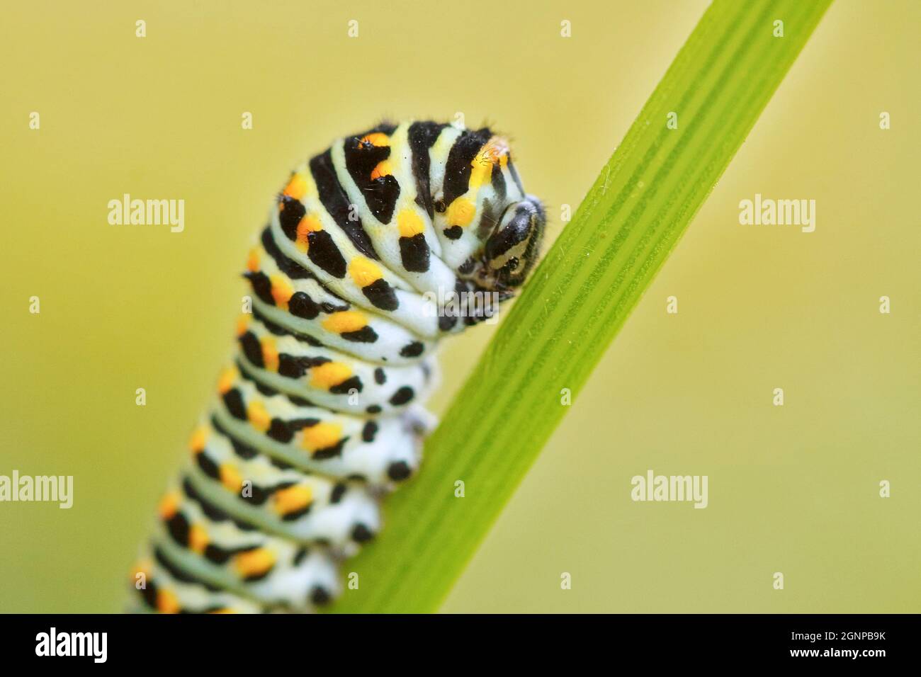 Schwalbenschwanz (Papilio machaon), Raupe auf einem Stamm von Ammi visnaga, Deutschland, Nordrhein-Westfalen Stockfoto