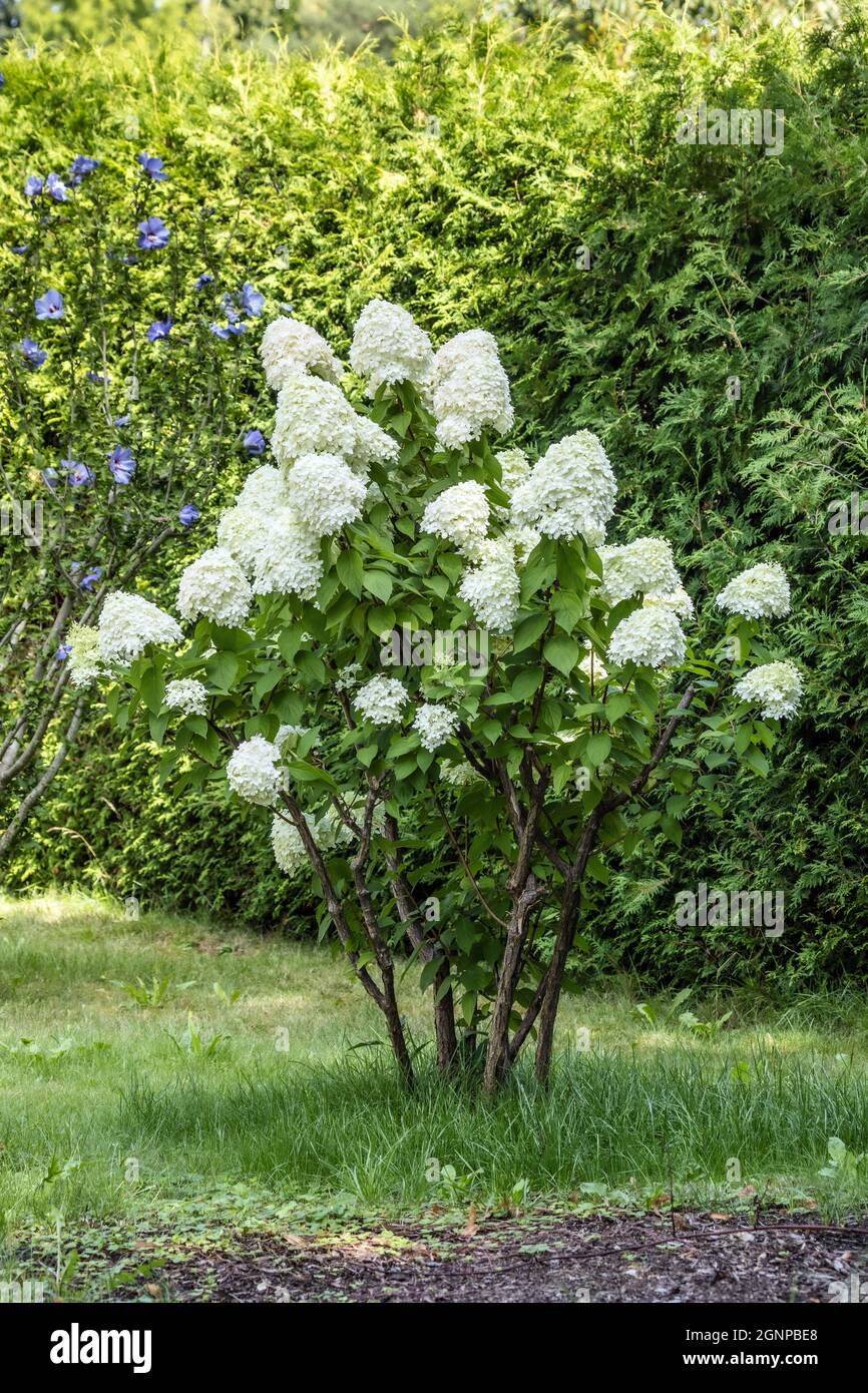 Rispenhortensie (Hydrangea paniculata), blühend, Deutschland, Bayern Stockfoto