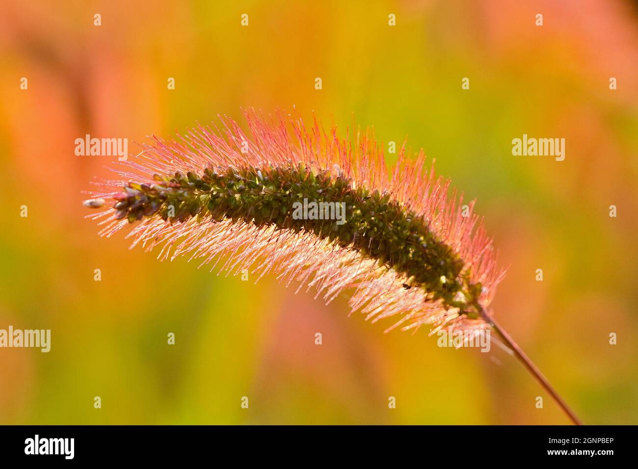 Flaschengras, grünes Borstengras, grüner Fuchsschwanz (Setaria viridis), Blütenstand im Gegenlicht, Deutschland, Nordrhein-Westfalen Stockfoto