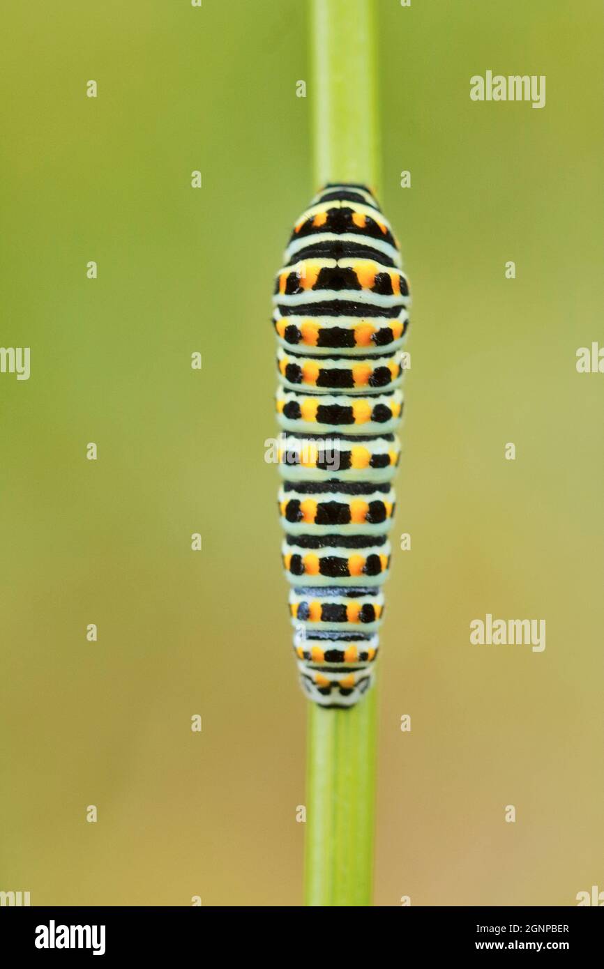 Schwalbenschwanz (Papilio machaon), Raupe auf einem Stamm von Ammi visnaga, Deutschland, Nordrhein-Westfalen Stockfoto