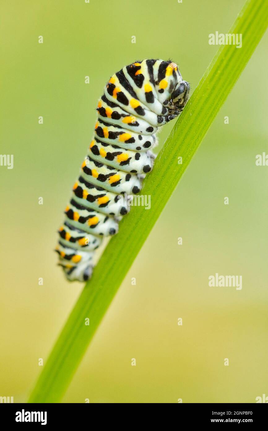 Schwalbenschwanz (Papilio machaon), Raupe auf einem Stamm von Ammi visnaga, Deutschland, Nordrhein-Westfalen Stockfoto