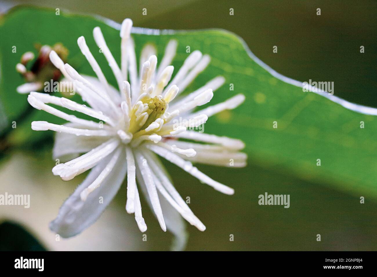 Travelers Joy, Old man's Beard (Clematis vitalba), Blume, Cloes up, Deutschland, Nordrhein-Westfalen Stockfoto
