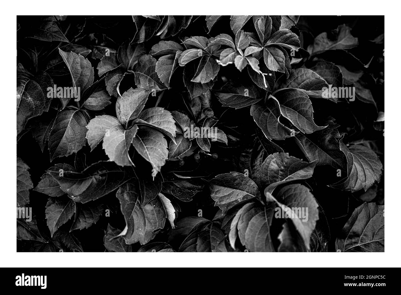 Hintergrund und Nahaufnahme Stockfoto