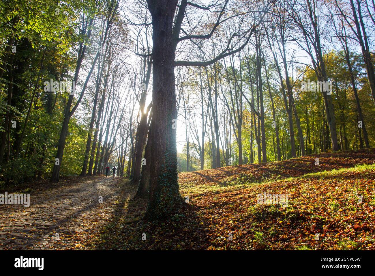 Erstaunliche Landschaft im National Estate von Saint-Cloud. Die Leute laufen (Joggen) auf der Strecke. Fantastischer Herbstsonntag in Paris - Sonne Stockfoto