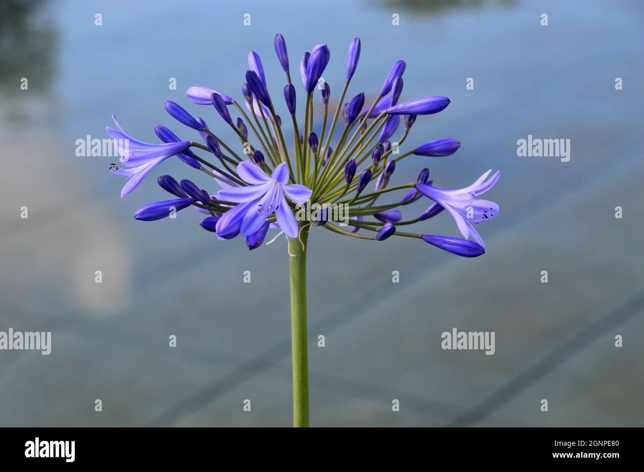 Purple Agapanthus (afrikanische Lilie) Blume am Teich im viktorianischen Weston Walled Paradise Garden im RHS Garden Bridgewater, Worsley, Manchester. Stockfoto