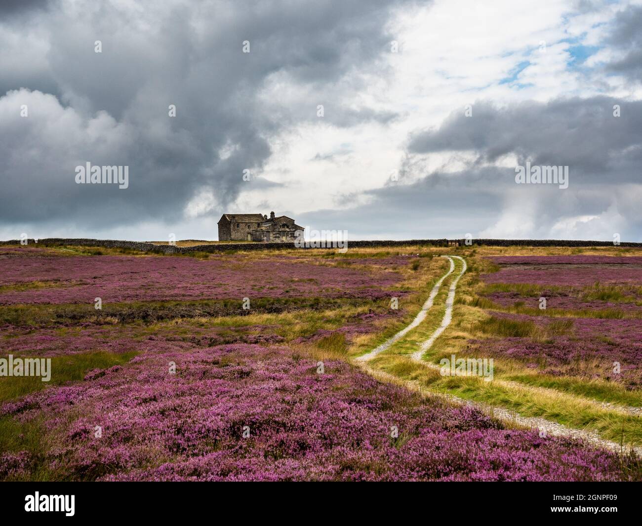 Eine alte Schießhütte in weiter Ferne, die im Sommer über die offene Moorlandschaft mit leuchtendem violettem Heidekraut und einem Farmpfad blickt Stockfoto