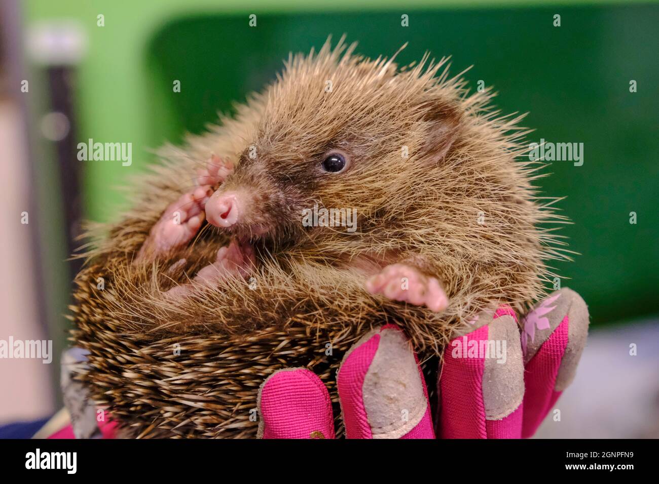 Yate, South Glos, Großbritannien. September 2021. Dieses Schwein wird wegen seiner Pigmentierung Wombat genannt. Der Herbst birgt Risiken für die beliebtesten Säugetiere Großbritanniens. Ihre Bevölkerung nimmt ab, die Risiken durch Gartenfeuern, sorglose Gartenhunde und Winterschlaf bei Untergewicht tragen zu ihrer Notlage bei. Glücklicherweise sind Freiwillige im ganzen Land bereit zu helfen; Hedgehog Rescue ist ein freiwilliges Krankenhaus in South Glos, das von Yvonne Cox betrieben wird. Das Krankenhaus nimmt kranke und verletzte Igel auf, säugt sie zurück zur Gesundheit und lässt sie dann wieder in die Wildnis frei. Leider sehen sie im Herbst b einen Anstieg der Aufnahmezahlen Stockfoto