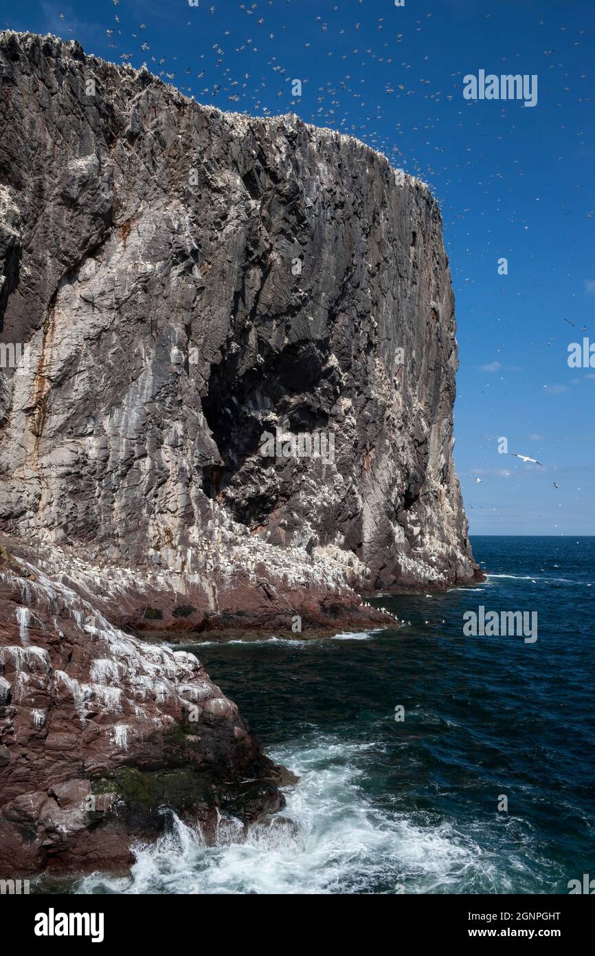 Bass Rock, Firth of Forth, Schottland, UK Stockfoto