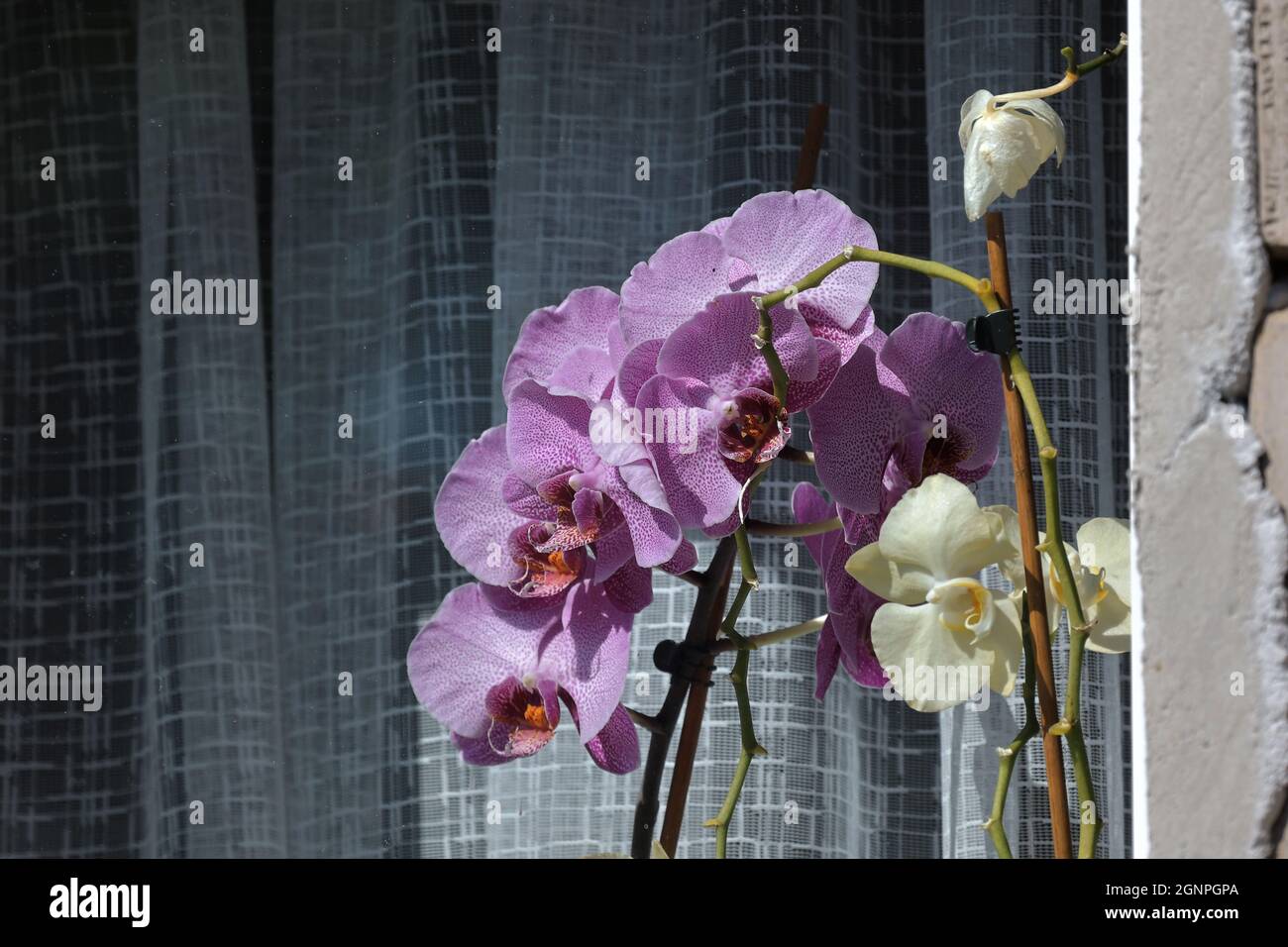 Schöne Orchideen im Fenster des Hauses. Stockfoto