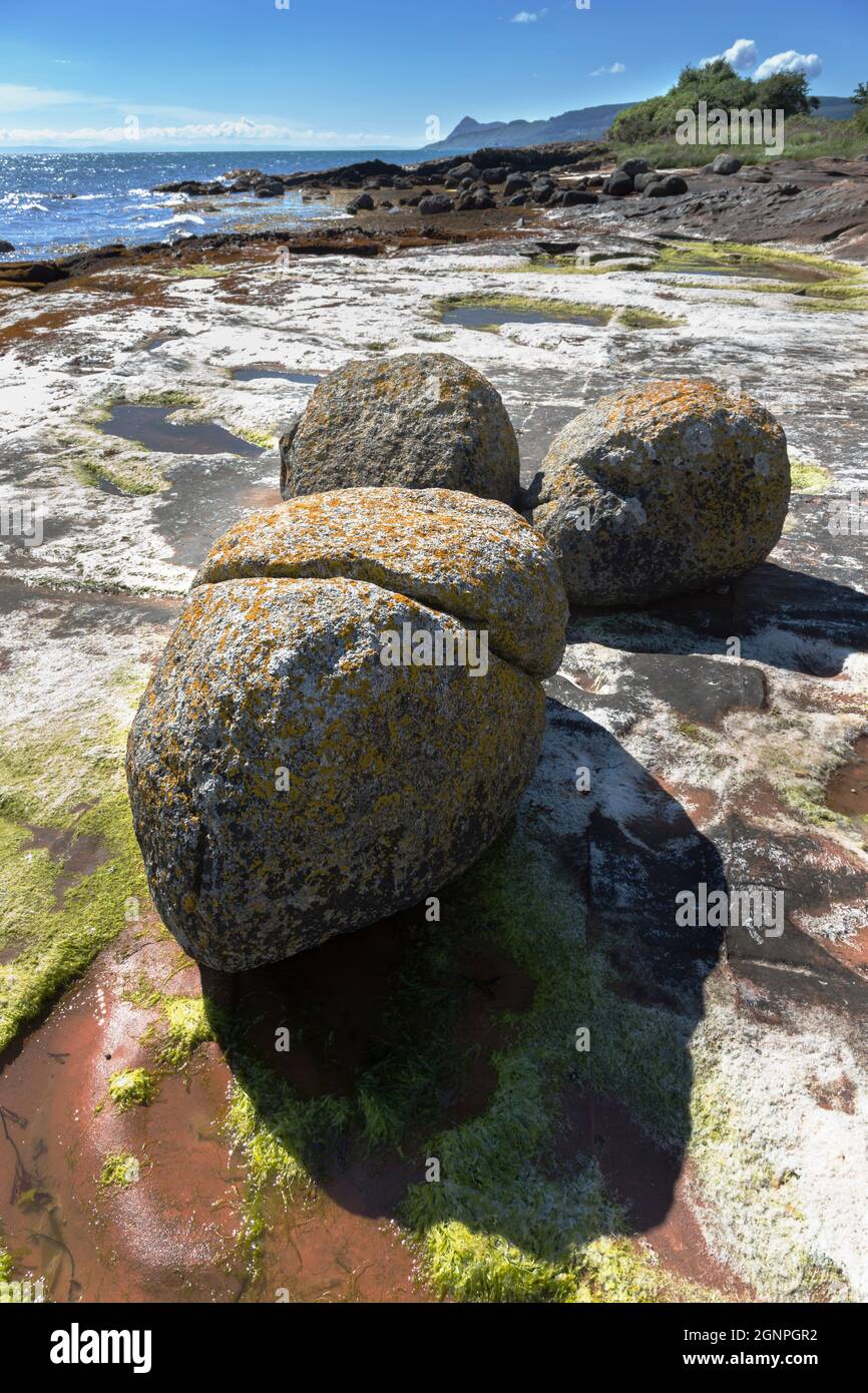 Mit Blattsalaten bedeckte, eiszeitliche, unregelmäßige Granitfelsen auf Sandsteinfelsen, Pirate's Cove, Merkland Point, Isle of Arran, North Ayrshire, Schottland, Stockfoto