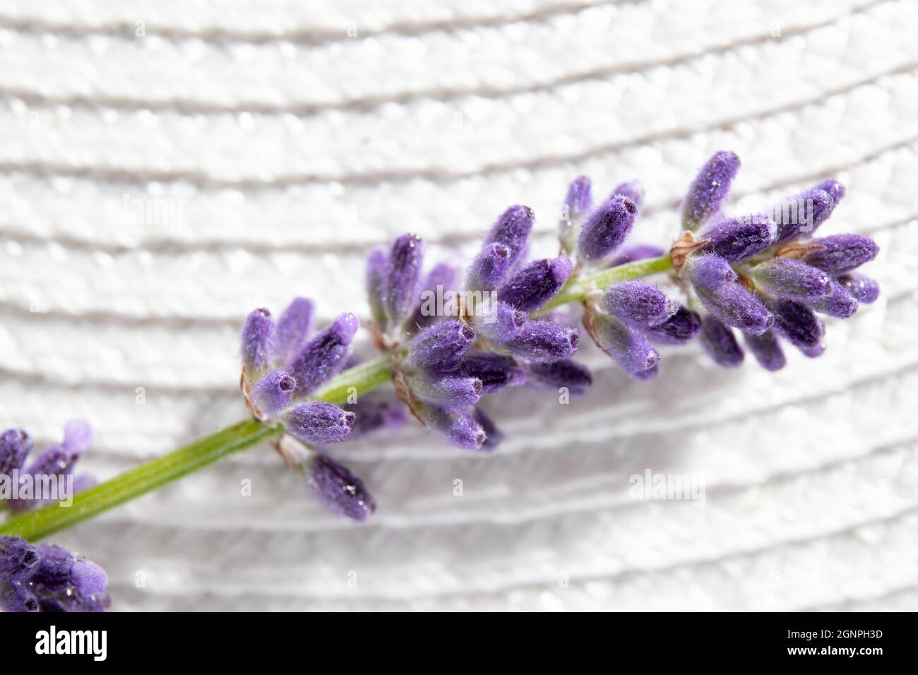 Nahaufnahme von Lavandula angustifolia, auch bekannt als gewöhnlicher Lavendel, echter Lavendel oder englische Lavendelblüte auf weißem Hintergrund. Makrostudio. Stockfoto