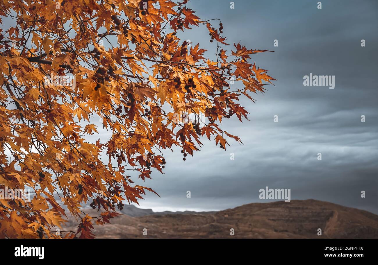Wunderschöne Herbstliche Landschaft. Golden Dry Maple Tree Laub über wunderschönen High Mountains und Hintergrund des bewölkten Himmels. Konzept Der Herbstsaison. Stockfoto