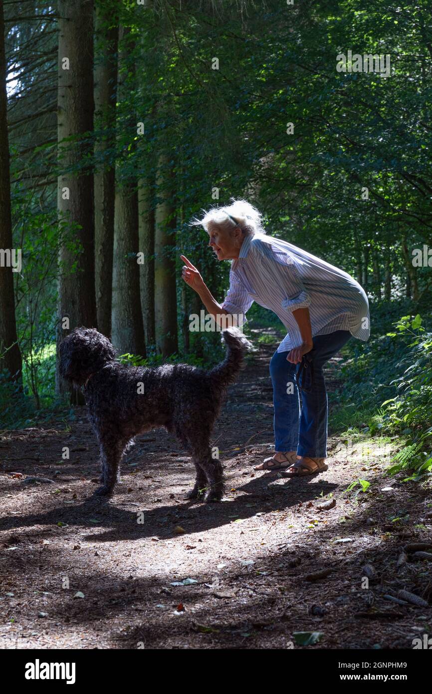 Europa, Luxemburg, Septfontaines, attraktive ältere Frau, die mit ihrem portugiesischen Wasserhund in den Wäldern des Eischtals unterwegs ist Stockfoto