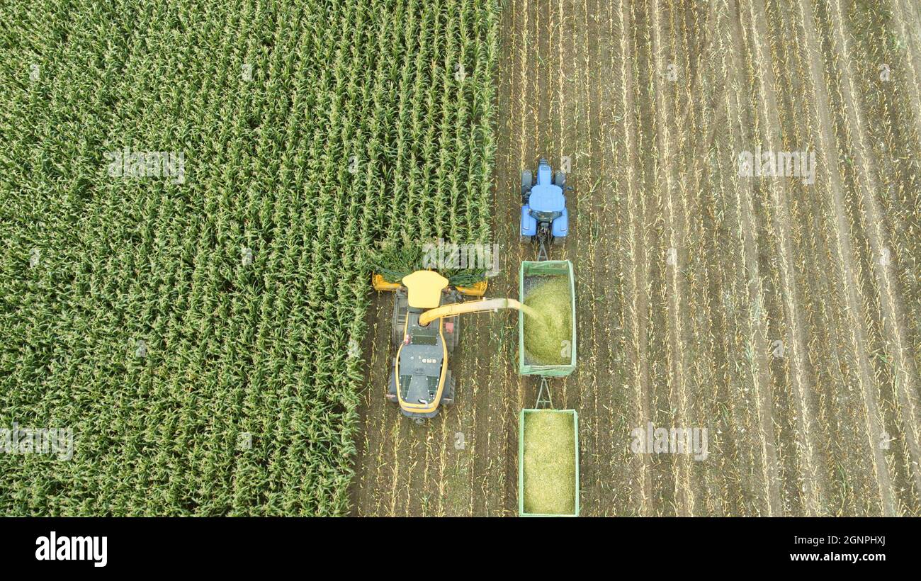 Mais Ernte Stockfoto