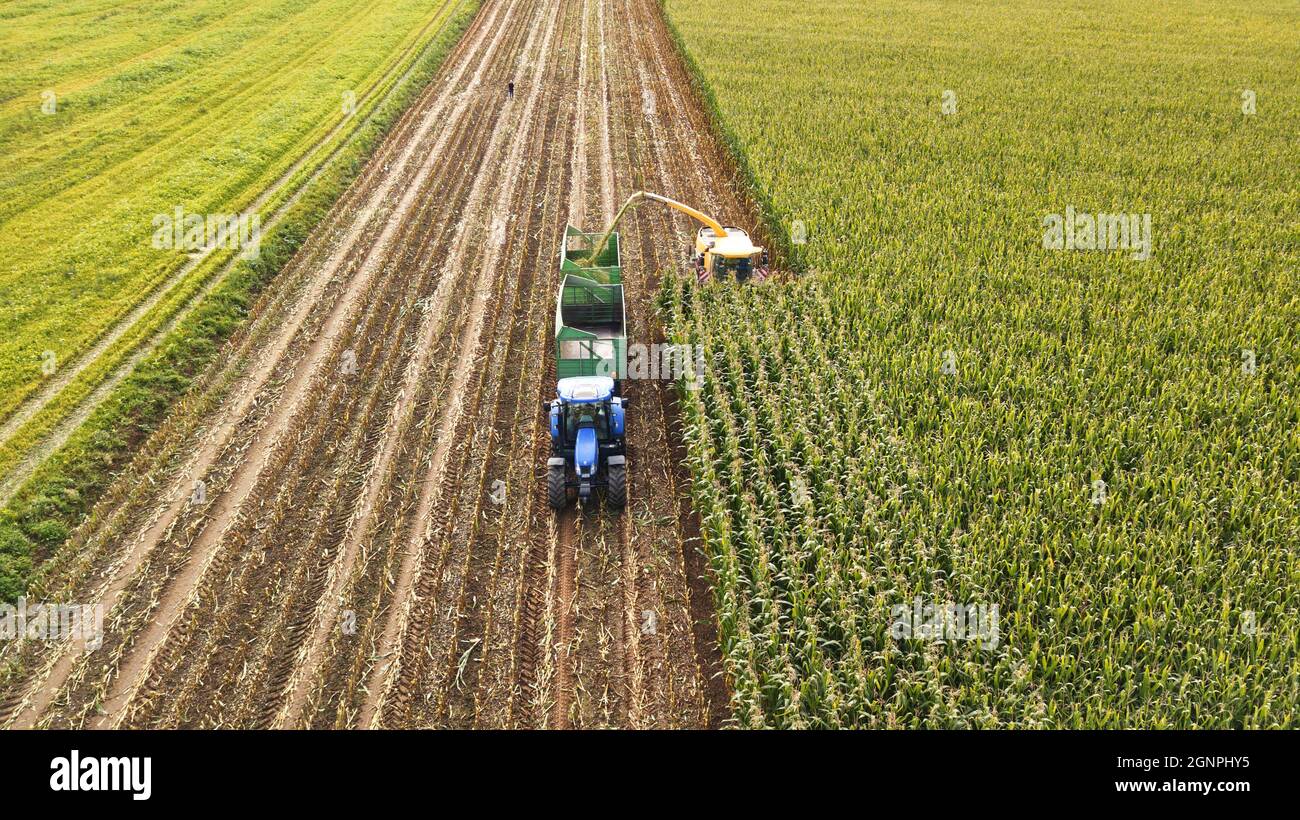 Mais ernte Stockfoto