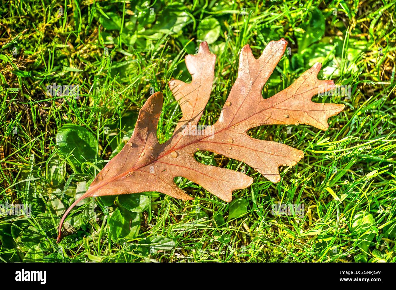 Braune Eichenblätter mit Tau-Tropfen auf einem Rasen an einem sonnigen Herbsttag Stockfoto