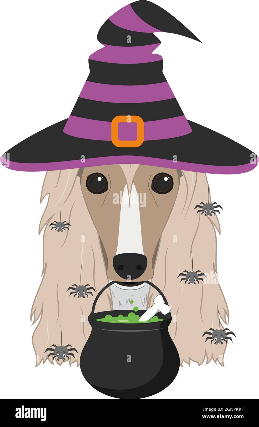 Halloween Grußkarte. Afghanischer Hundehund, gekleidet wie eine Hexe, mit schwarzem und purpurem Hut, einer Kutte im Mund und Spinnen, die aus dem Haar fallen Stock Vektor