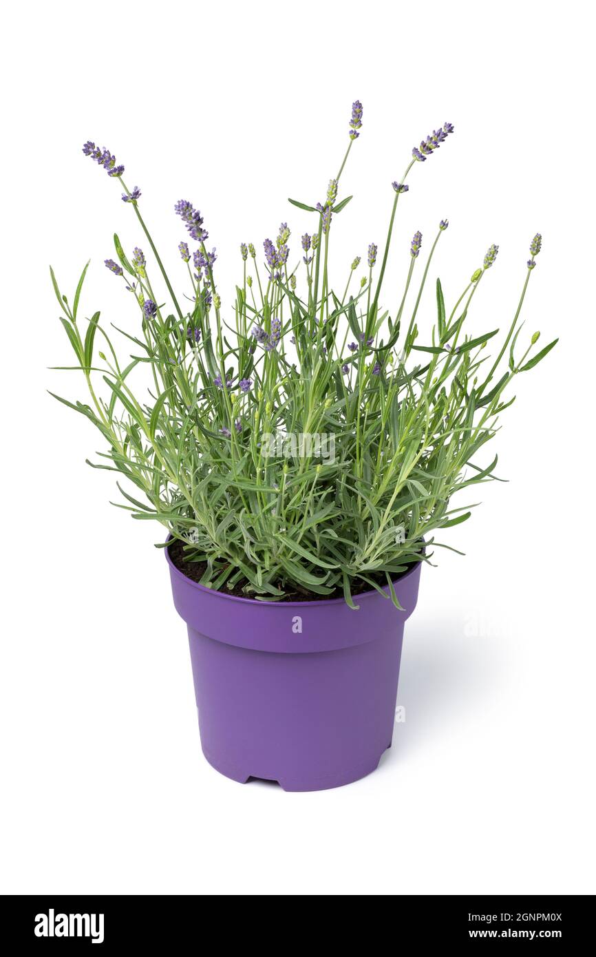 Lavendelpflanze in einem violetten Pflanzentopf isoliert auf weißem Hintergrund Stockfoto