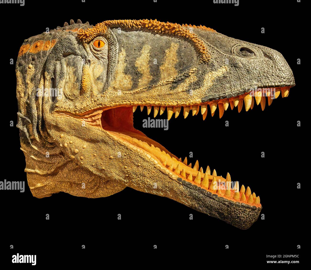 Porträtansicht eines rekonstruierten Carcharodontosaurus-Kopfes Stockfoto