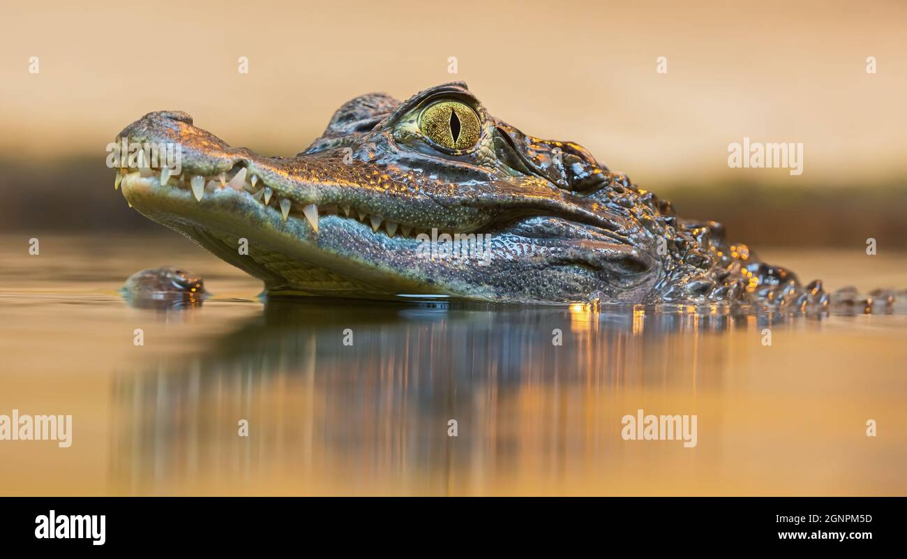 Porträtansicht eines getaktelten Caiman (Caiman crocodilus) Stockfoto