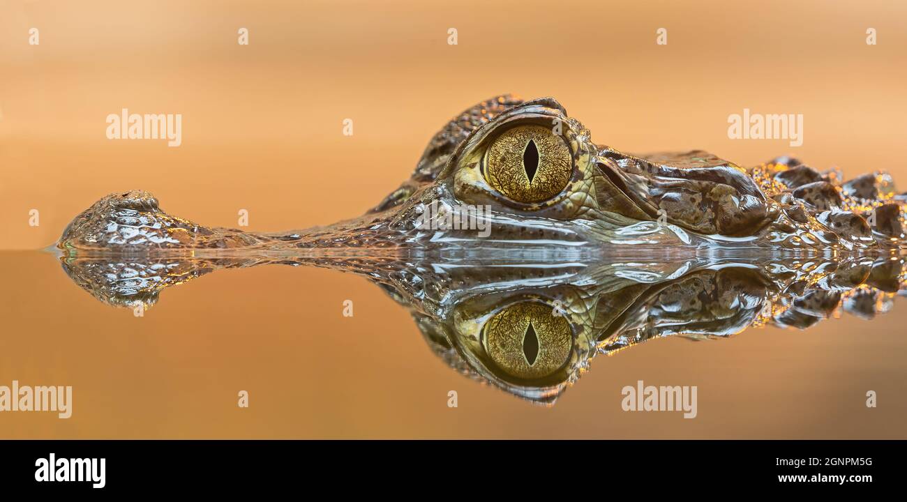 Seitliche Nahaufnahme eines Spectacled Caiman (Caiman crocodilus) Stockfoto