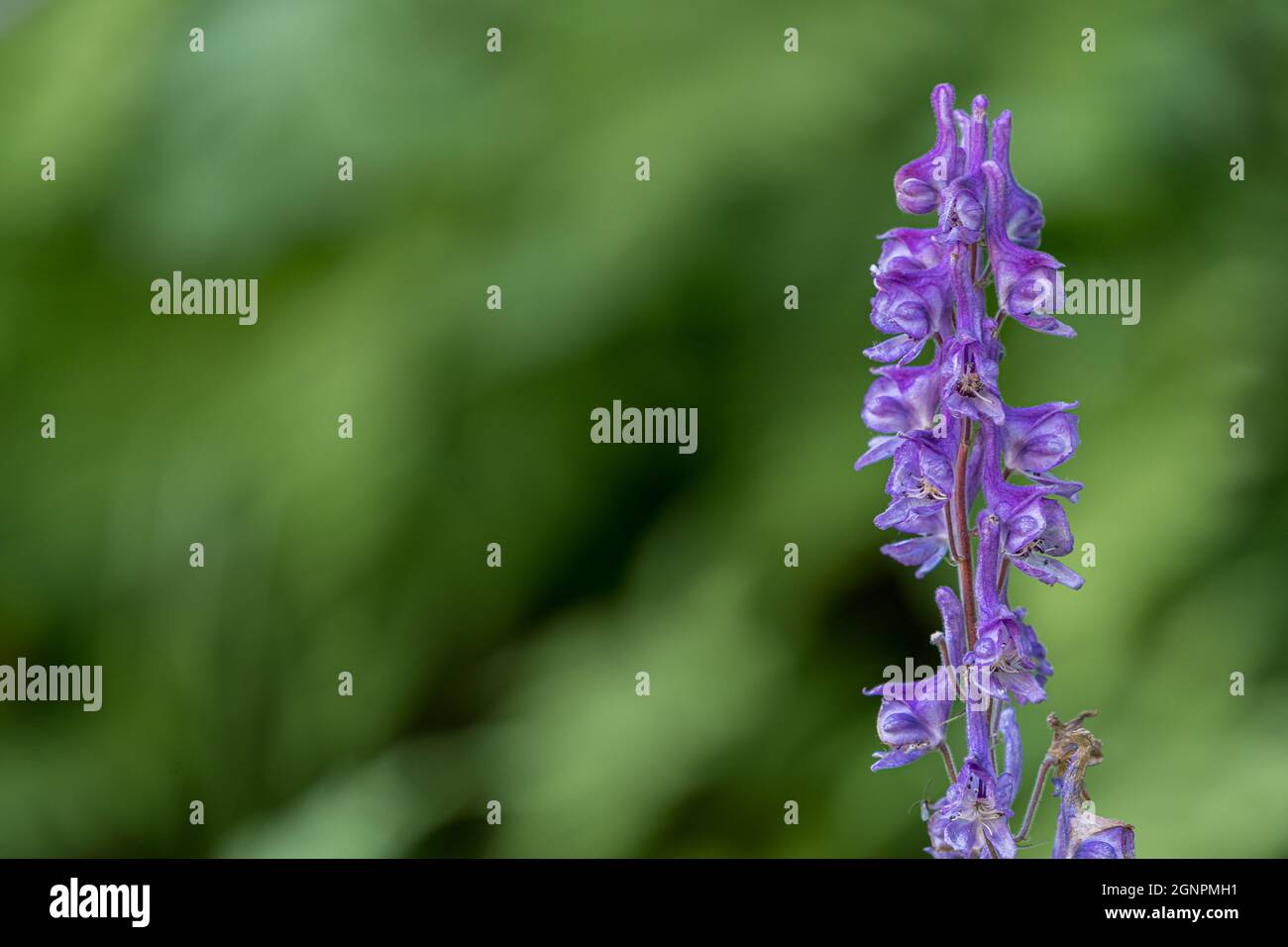 FLO, NORWEGEN - 2020. AUGUST 10. Violette Blüten der hochgiftigen Pflanze Aconitum lycoctonum Stockfoto