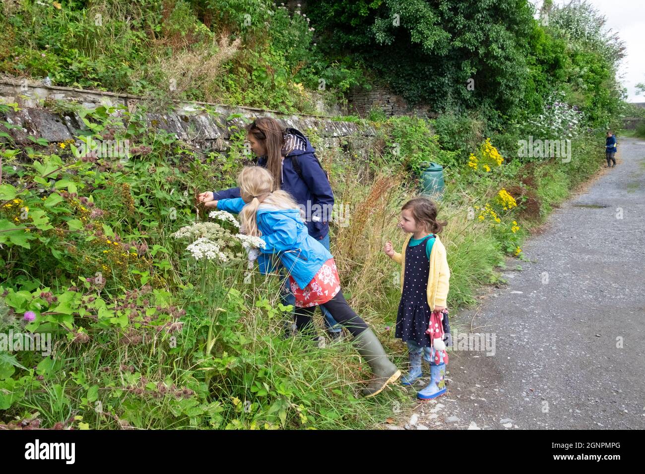 Frau und Kinder Kinder Mädchen pflücken Brombeeren auf einem Spaziergang auf der Landstraße im Sommer Llandeilo Carmarthenshire West Wales Großbritannien KATHY DEWITT Stockfoto