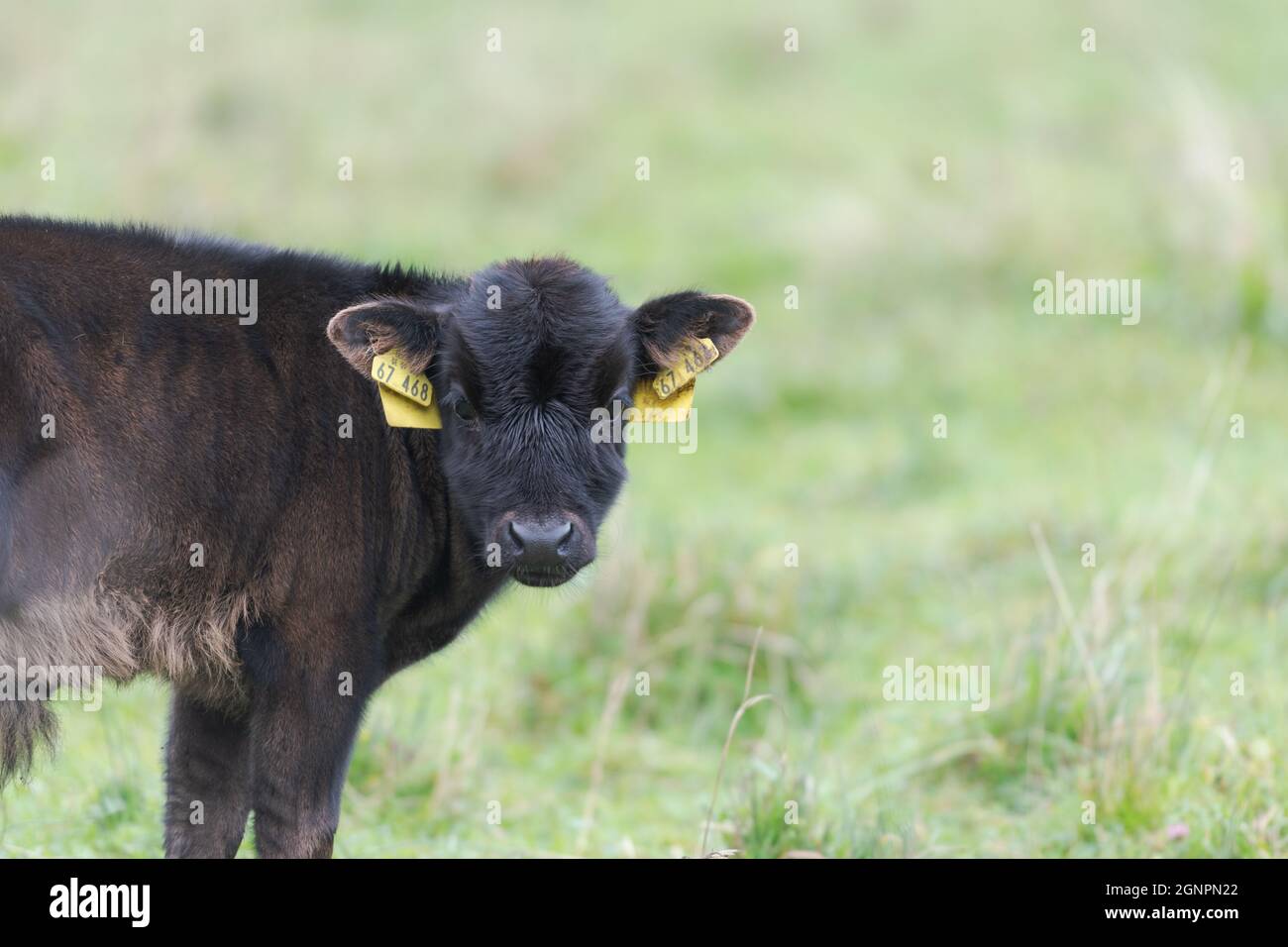 Longhorn-Rindskalb auf der Strecke Land Blick auf die Kamera Stockfoto