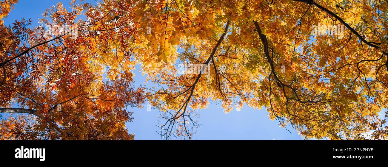 Wunderschöne Herbstnatur. Üppig Gelber Baum Laub Über Blauem Himmel Hintergrund. Herbstkonzept. Stockfoto