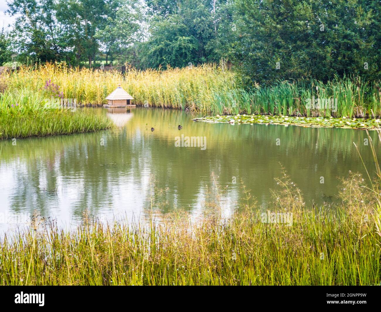 Ein Entenhaus auf einem Teich im Spätsommer. Stockfoto