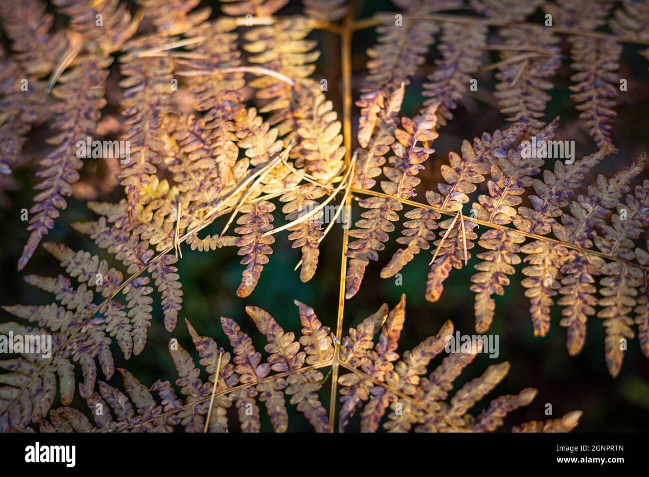 Polypodiopsida, Polypodiophyta, Gefäßpflanzen. Farben. Herbst Stockfoto
