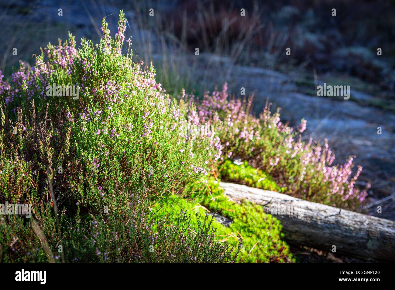 Herbst, Wald, Farben Stockfoto