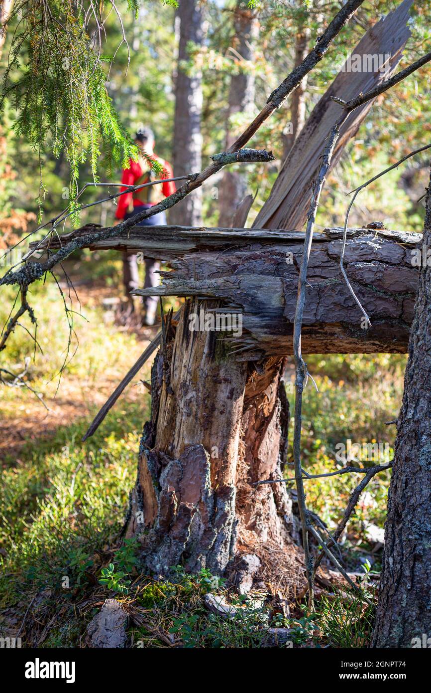 Herbst, Wald, Farben Stockfoto