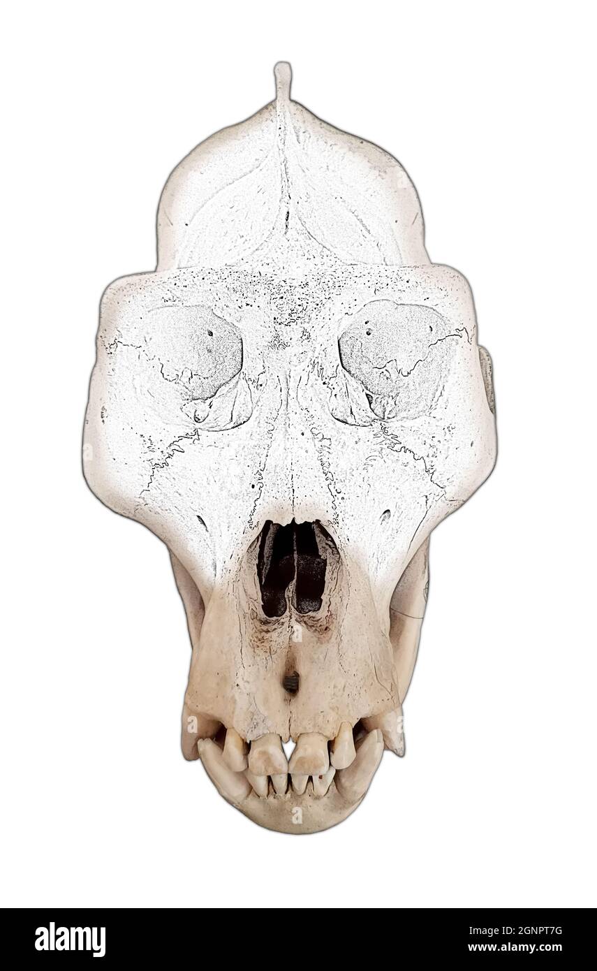 Gorilla-Schädel. Foto mit Affenknochen. Stockfoto