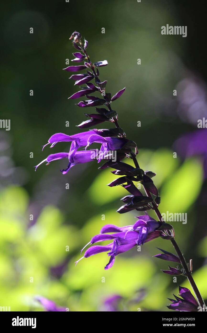 Die leuchtenden, lebendigen Farben einer einzigen Salvia amistad Blume. Leuchtend violette Blüten gegen lindgrünes Laub. Stockfoto