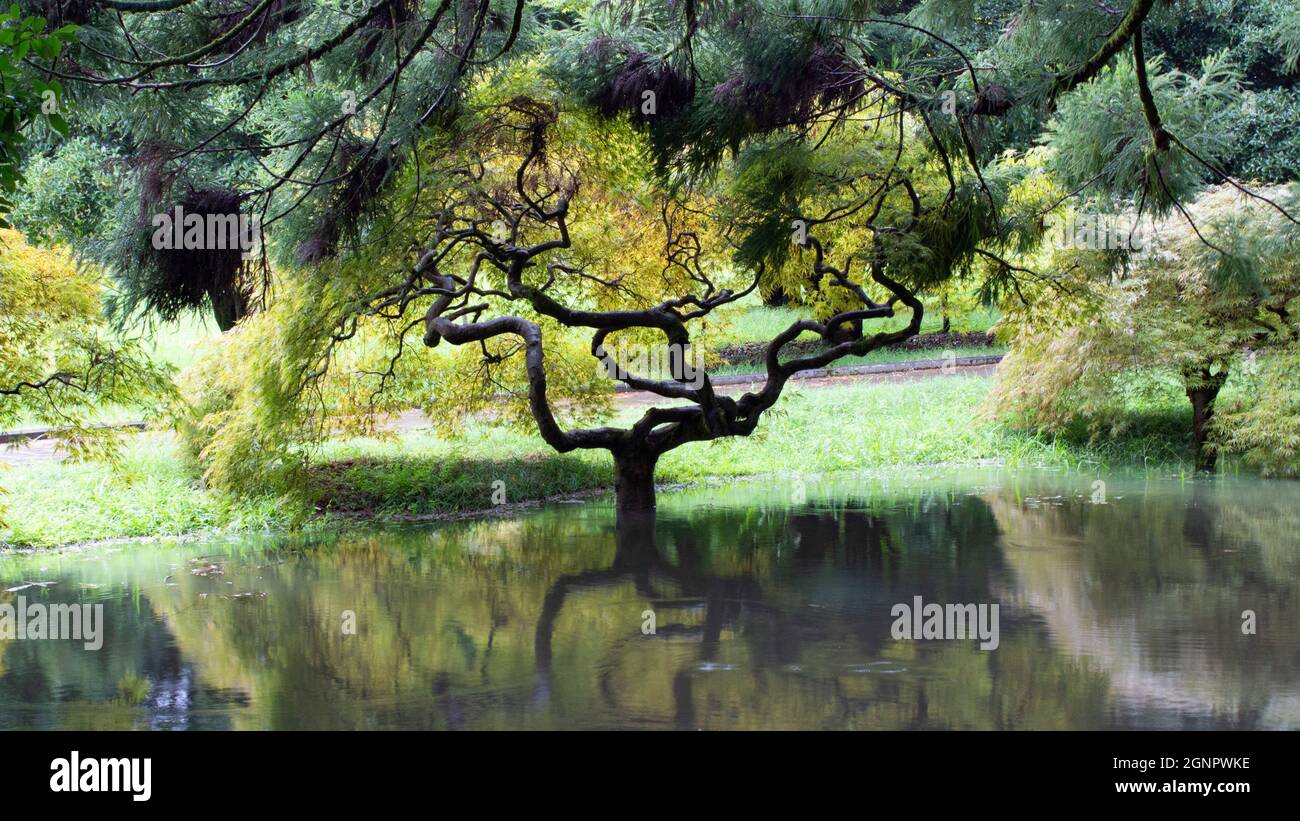 Landschaftlich schöner Blick auf einen Baum mit einem gewundenen Stamm. Reflexion im Wasser nach Regen auf der Straße. Japanischer Garten. Stockfoto