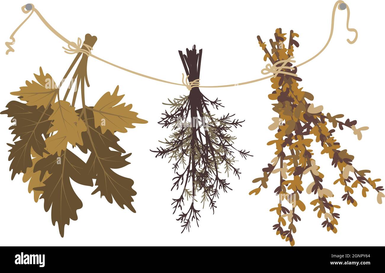 Am Seil hängen getrocknete Grasbüschel. Erntegut, Badebesen oder Hexenkraut für Trank Stock Vektor