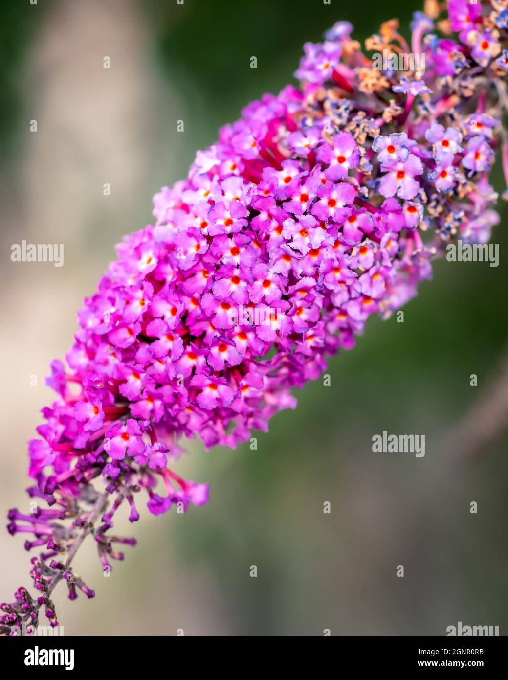 Violette Blume auf unscharfem Hintergrund, Nahaufnahme der violetten und rosa Blume Stockfoto