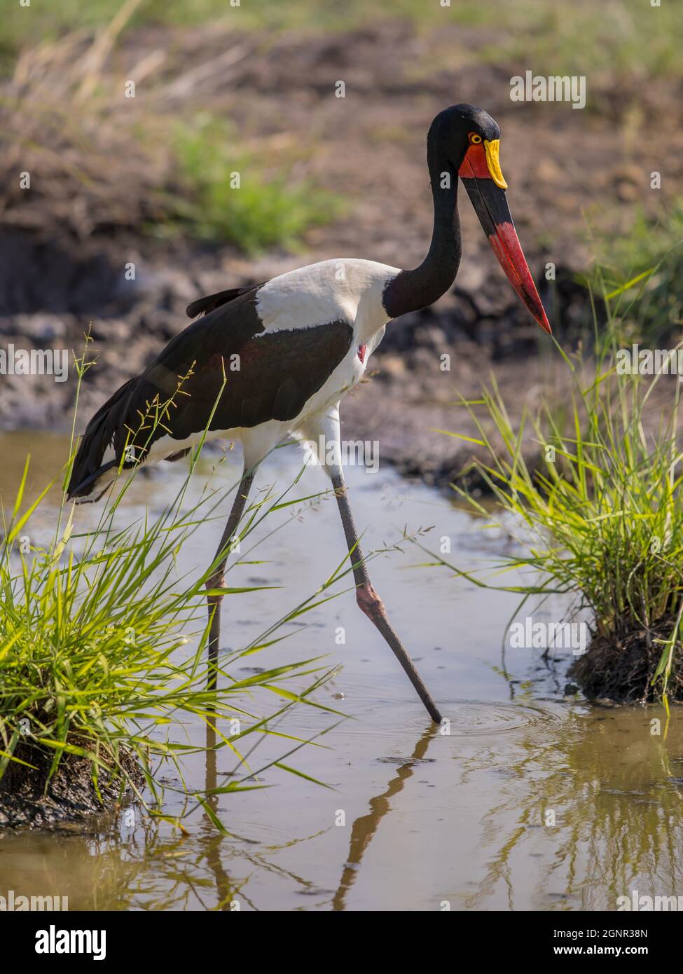Sattelschnabelstorch (Ephippiorhynchus senegalensis) Stockfoto
