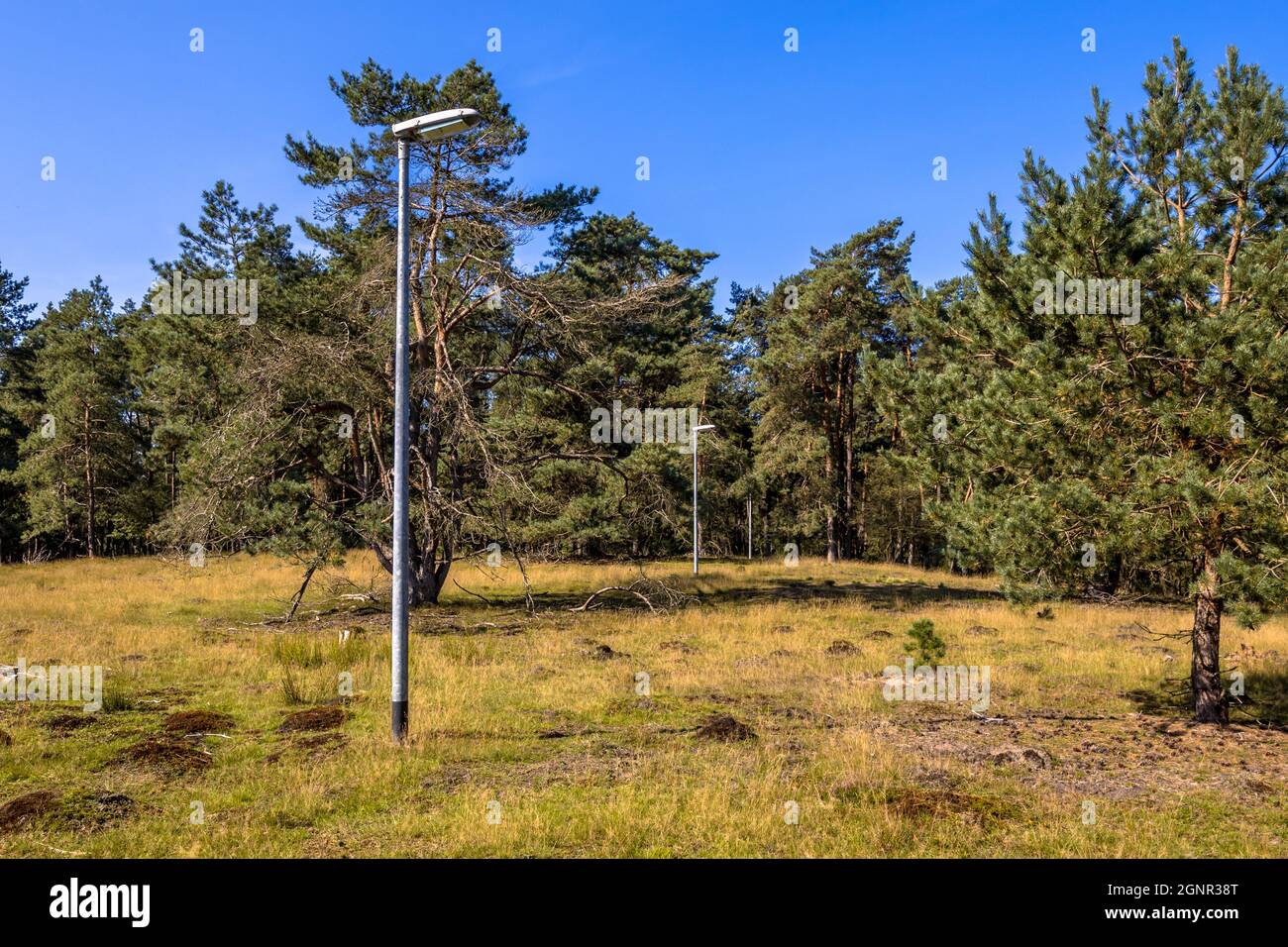 Straßenbeleuchtung mitten im Wald, um das Verhalten nachtaktiver Tiere bei künstlichem Licht zu untersuchen. Deelerwoud Naturschutzgebiet. Veluwe Area nea Stockfoto Straßenbeleuchtung mitten im Wald, um das Verhalten nachtaktiver Tiere bei künstlichem Licht zu untersuchen. Deelerwoud Naturschutzgebiet. Veluwe Area nea Stockfoto