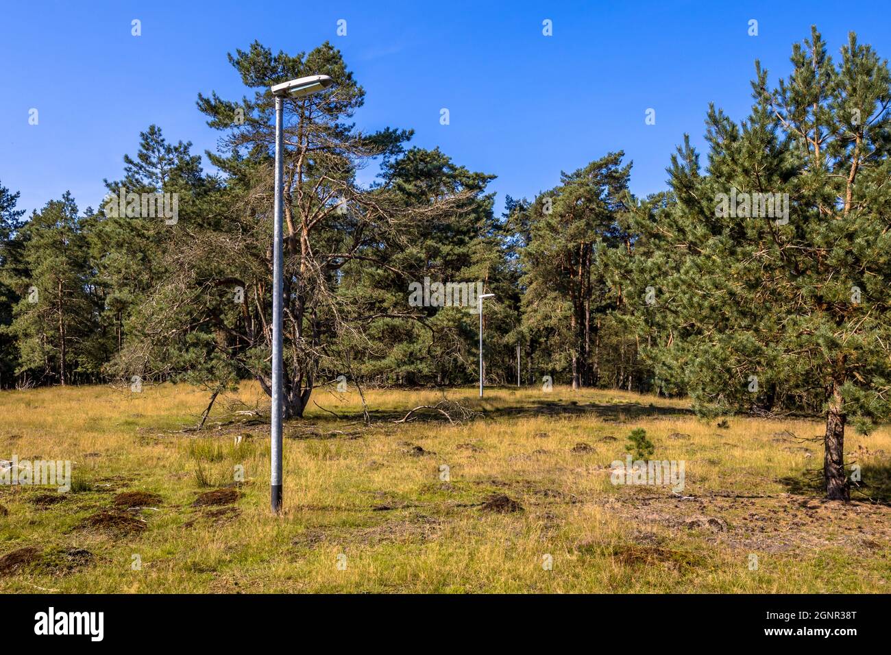 Straßenbeleuchtung mitten im Wald, um das Verhalten nachtaktiver Tiere bei künstlichem Licht zu untersuchen. Deelerwoud Naturschutzgebiet. Veluwe Area nea Stockfoto